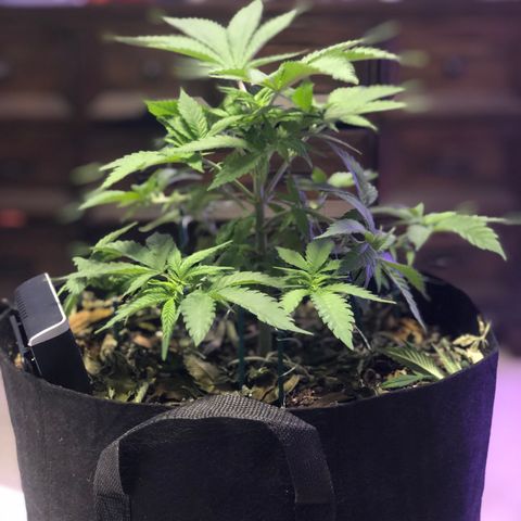 Purple Haze  growlog photo: Some true light updates. 
