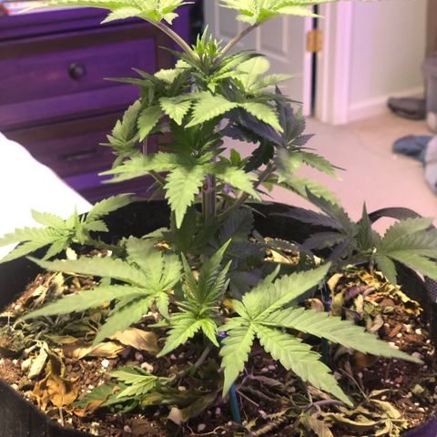 Purple Haze  growlog photo: Some true light updates. 