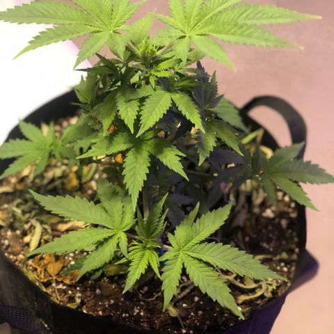 Purple Haze  growlog photo: Some true light updates. 