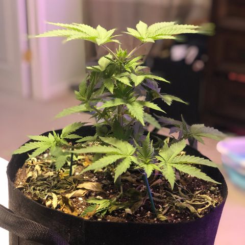 Purple Haze  growlog photo: Some true light updates. 