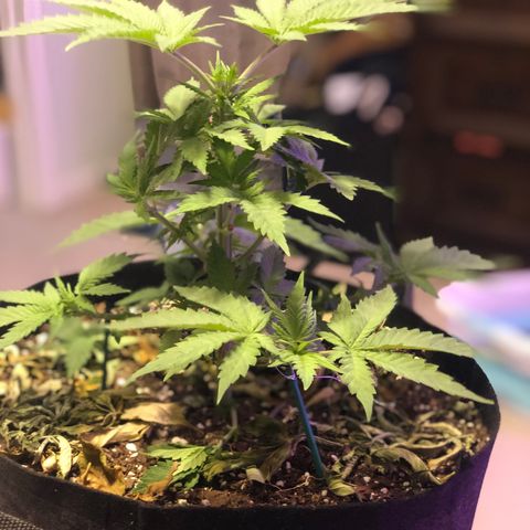 Purple Haze  growlog photo: Some true light updates. 