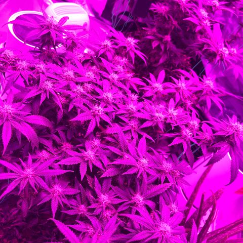 Purple Haze  growlog timeline photo