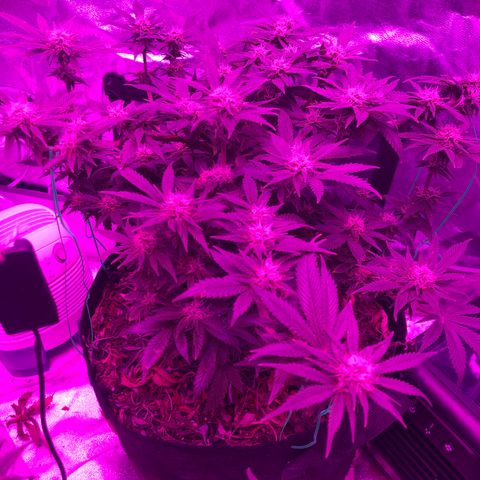 Purple Haze  growlog timeline photo