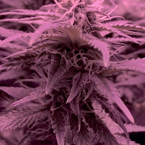 Purple Haze  growlog timeline photo
