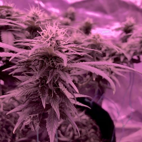 Purple Haze  growlog timeline photo