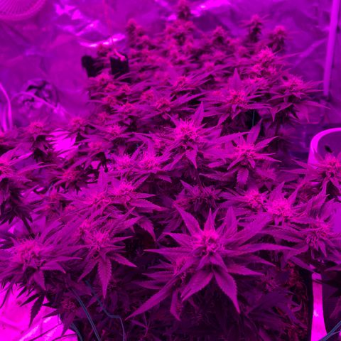 Purple Haze  growlog timeline photo