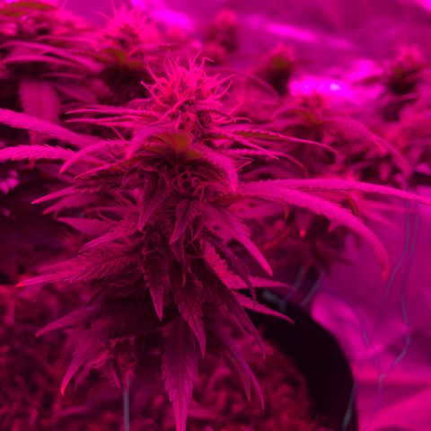Purple Haze  growlog timeline photo
