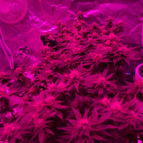 Purple Haze  growlog timeline photo