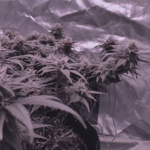 Purple Haze  growlog timeline photo