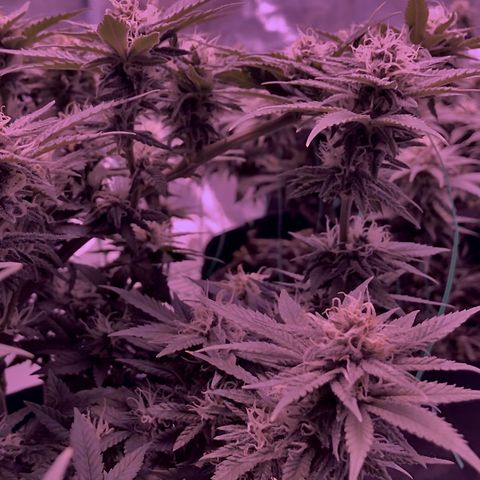 Purple Haze  growlog timeline photo