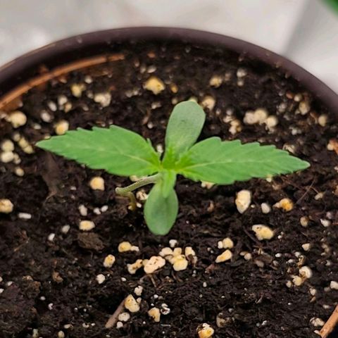 Jamaican Pearl growlog timeline photo