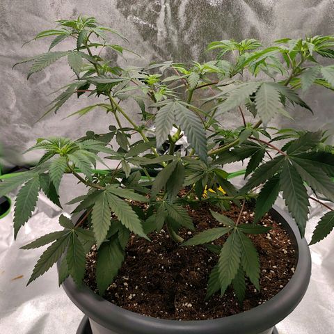 Jamaican Pearl growlog photo: Pflanze ist zweimal getopt.