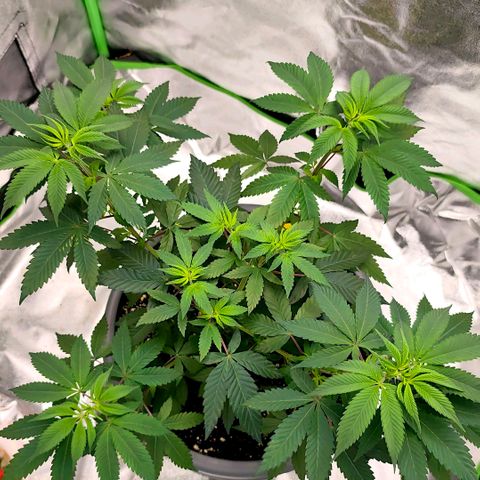 Jamaican Pearl growlog timeline photo