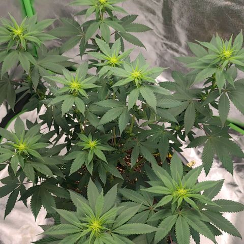 Jamaican Pearl growlog timeline photo