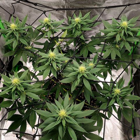 Jamaican Pearl growlog timeline photo