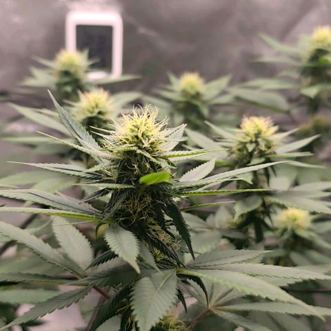 Jamaican Pearl growlog timeline photo