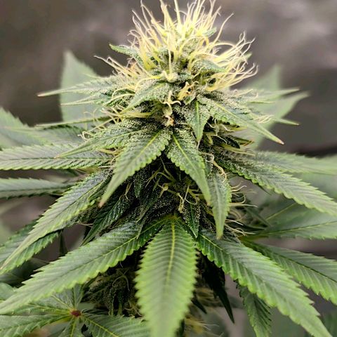 Jamaican Pearl growlog timeline photo