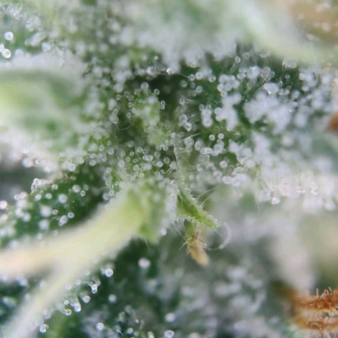 Jamaican Pearl growlog timeline photo