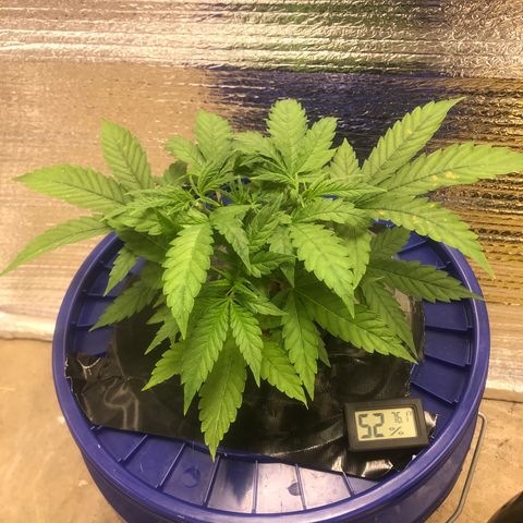 Unknown strain growlog timeline photo