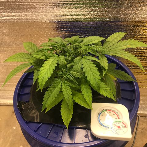 Unknown strain growlog timeline photo