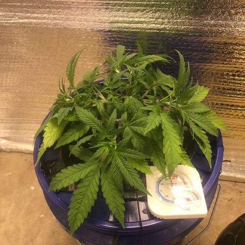 Unknown strain growlog timeline photo