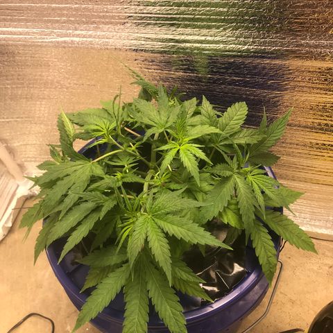 Unknown strain growlog timeline photo