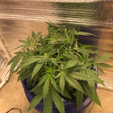 Unknown strain growlog timeline photo