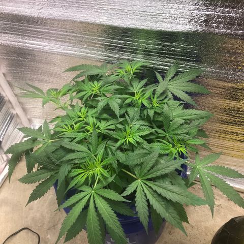 Unknown strain growlog timeline photo