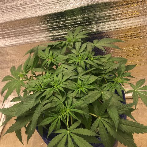 Unknown strain growlog timeline photo