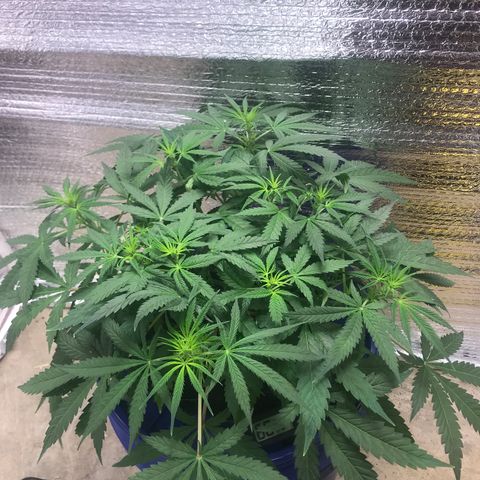 Unknown strain growlog timeline photo