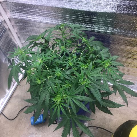 Unknown strain growlog timeline photo