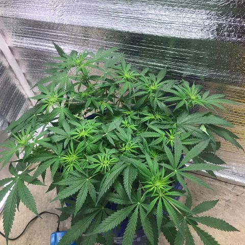 Unknown strain growlog timeline photo