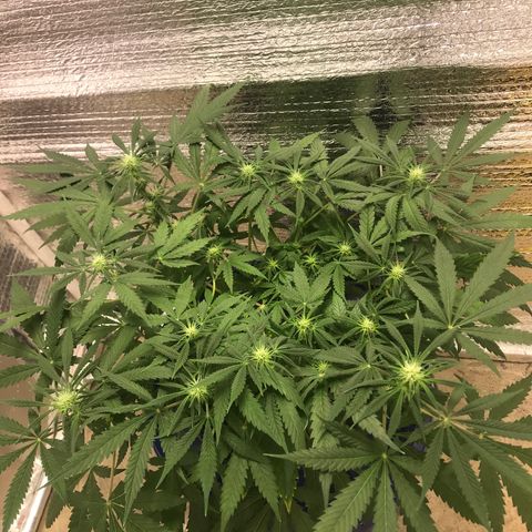 Unknown strain growlog timeline photo