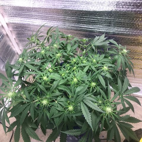 Unknown strain growlog timeline photo
