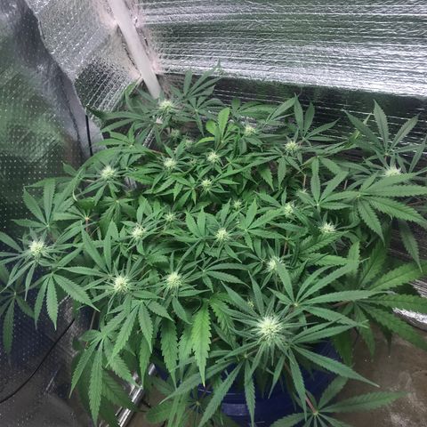 Unknown strain growlog timeline photo
