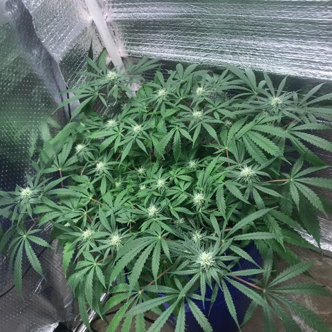 Unknown strain growlog timeline photo