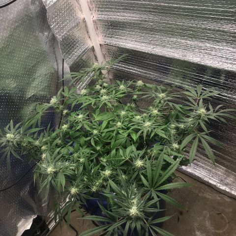 Unknown strain growlog timeline photo