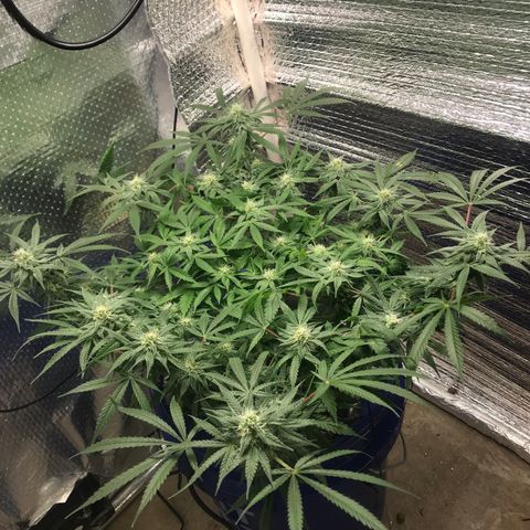 Unknown strain growlog timeline photo