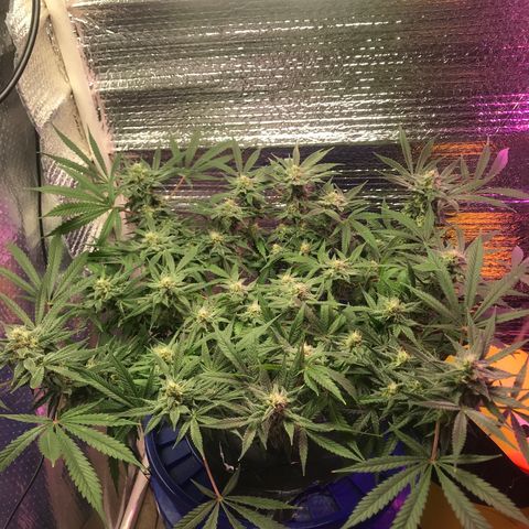 Unknown strain growlog timeline photo