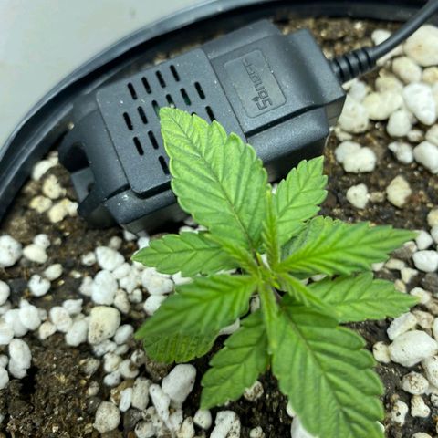 Lemon haze growlog timeline photo