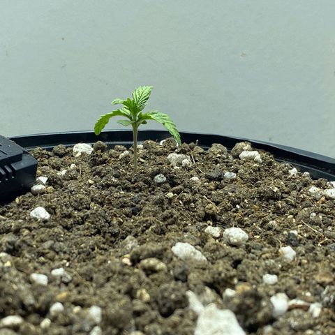 Lemon haze growlog timeline photo