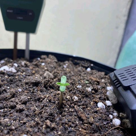 Lemon haze growlog timeline photo