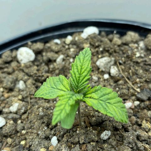 Lemon haze growlog timeline photo