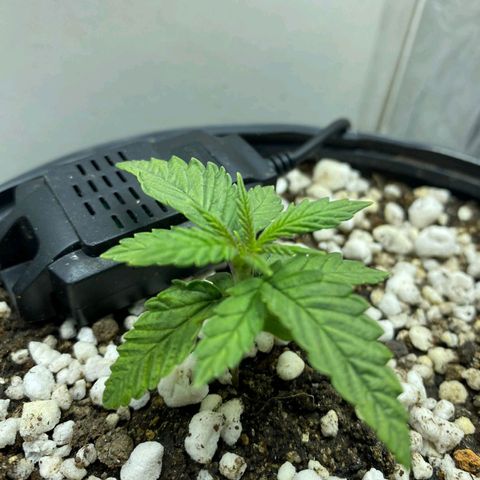 Lemon haze growlog timeline photo