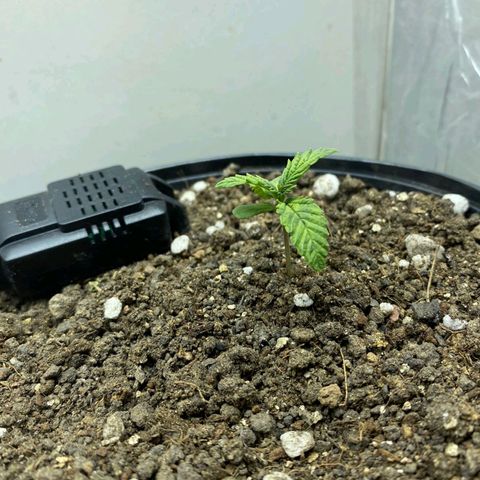 Lemon haze growlog timeline photo