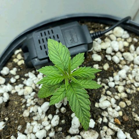 Lemon haze growlog timeline photo