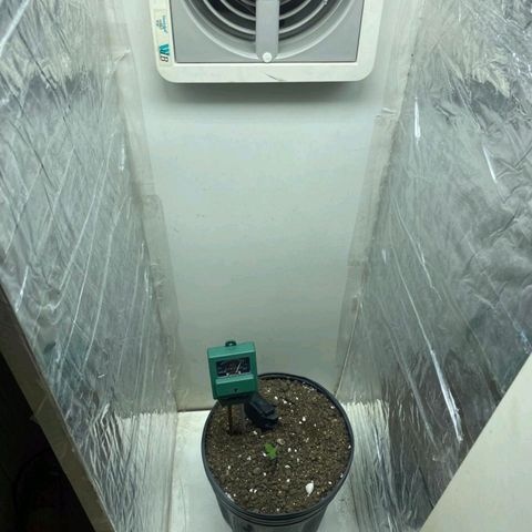 Lemon haze growlog timeline photo