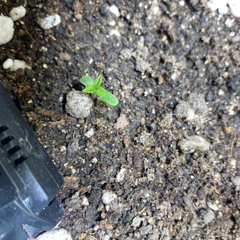 Lemon haze growlog timeline photo