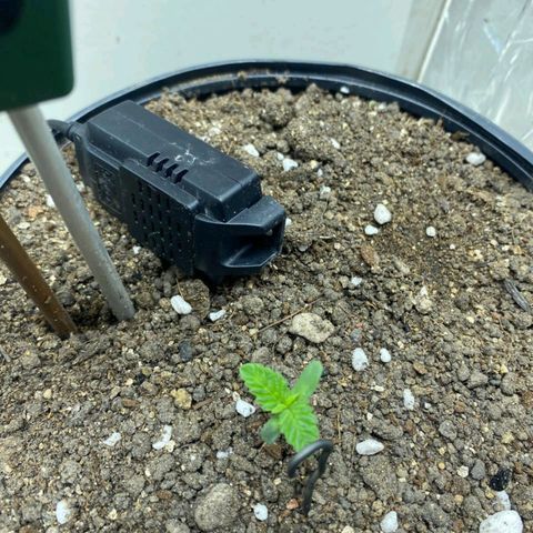 Lemon haze growlog timeline photo