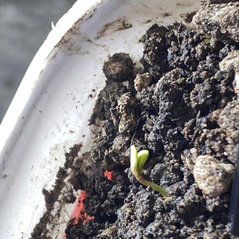 Lemon haze growlog timeline photo